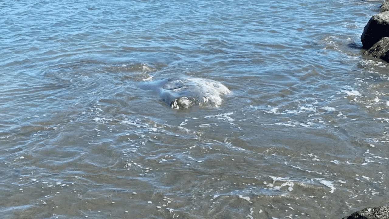 One of the World’s Rarest Sea Creatures Washes Ashore on a U.S. Beach, Stunning Beachgoers - Iowa Park Leader image